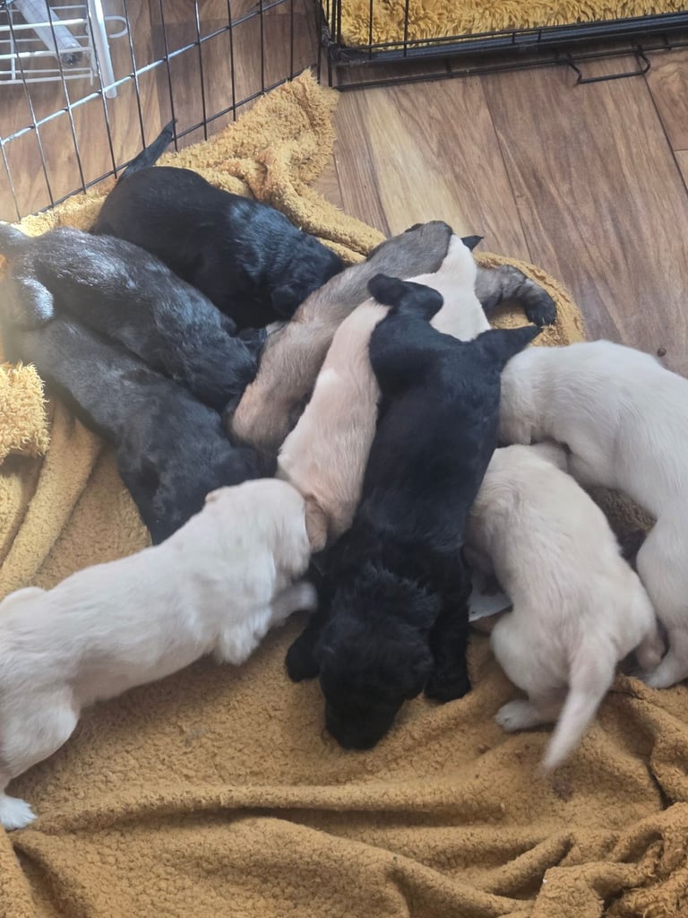 image for Labradoodle pups ready 9th oct