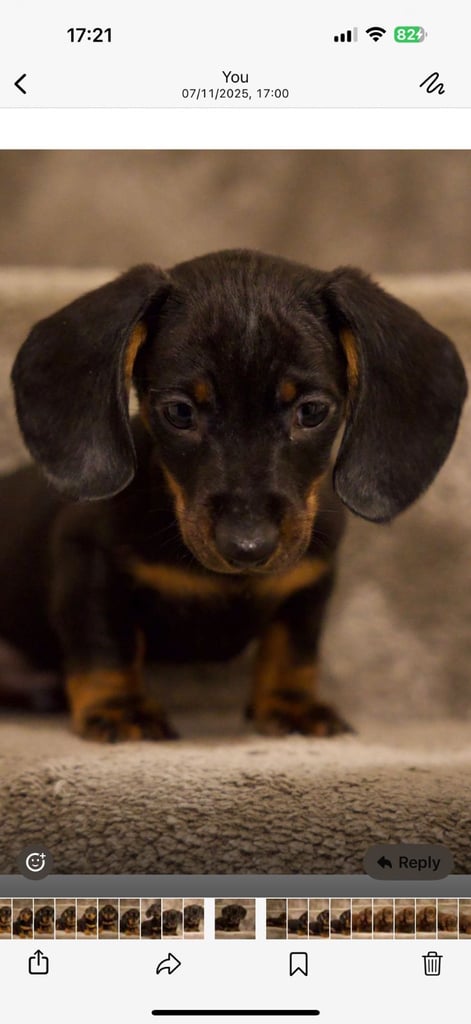 Beautiful pure bred daushunds 