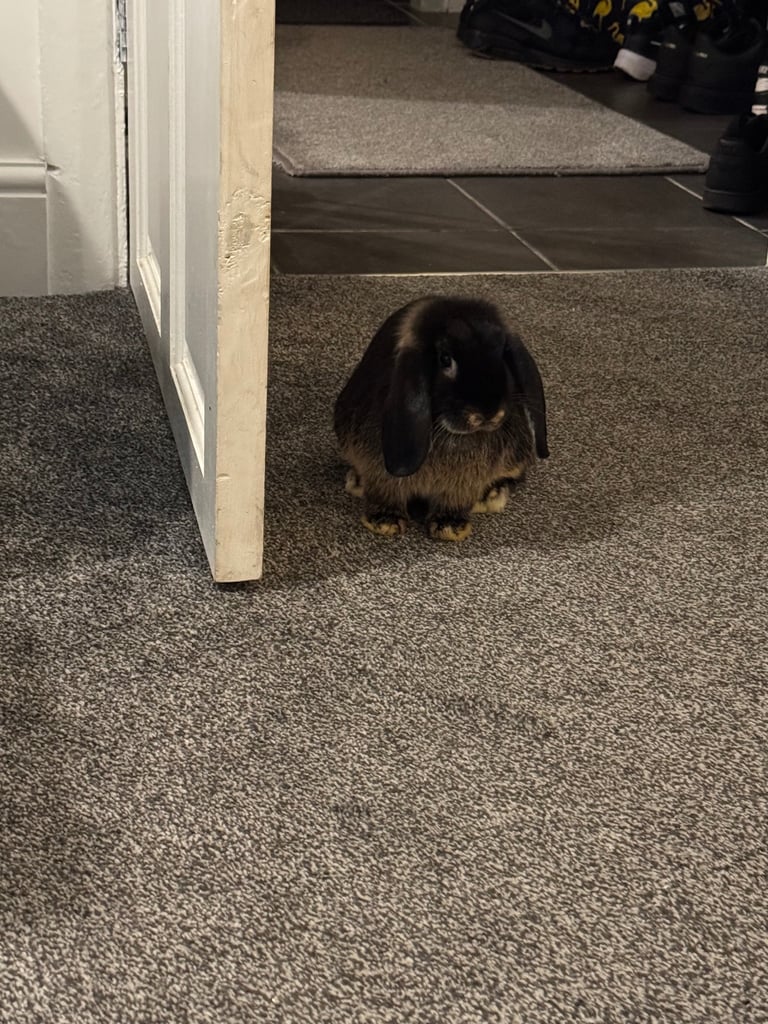2 female bunnies
