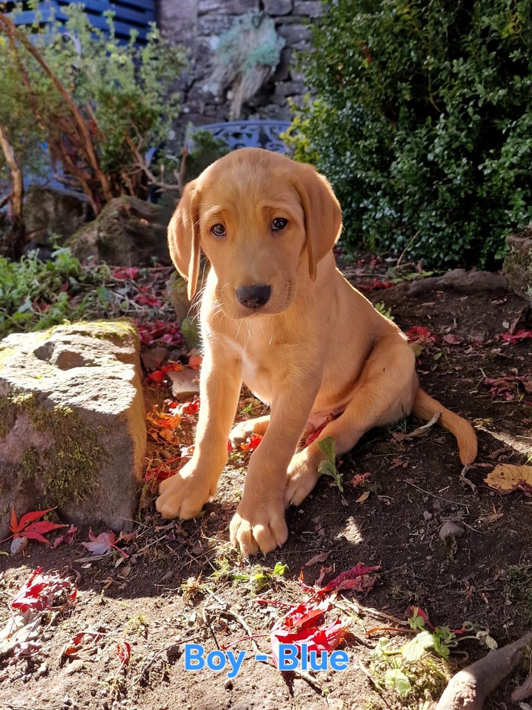 Labrador Cross Pups