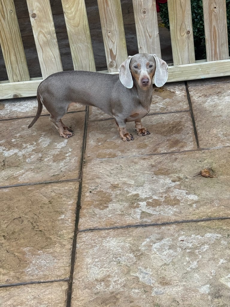 Miniature dachshund adults for sale 