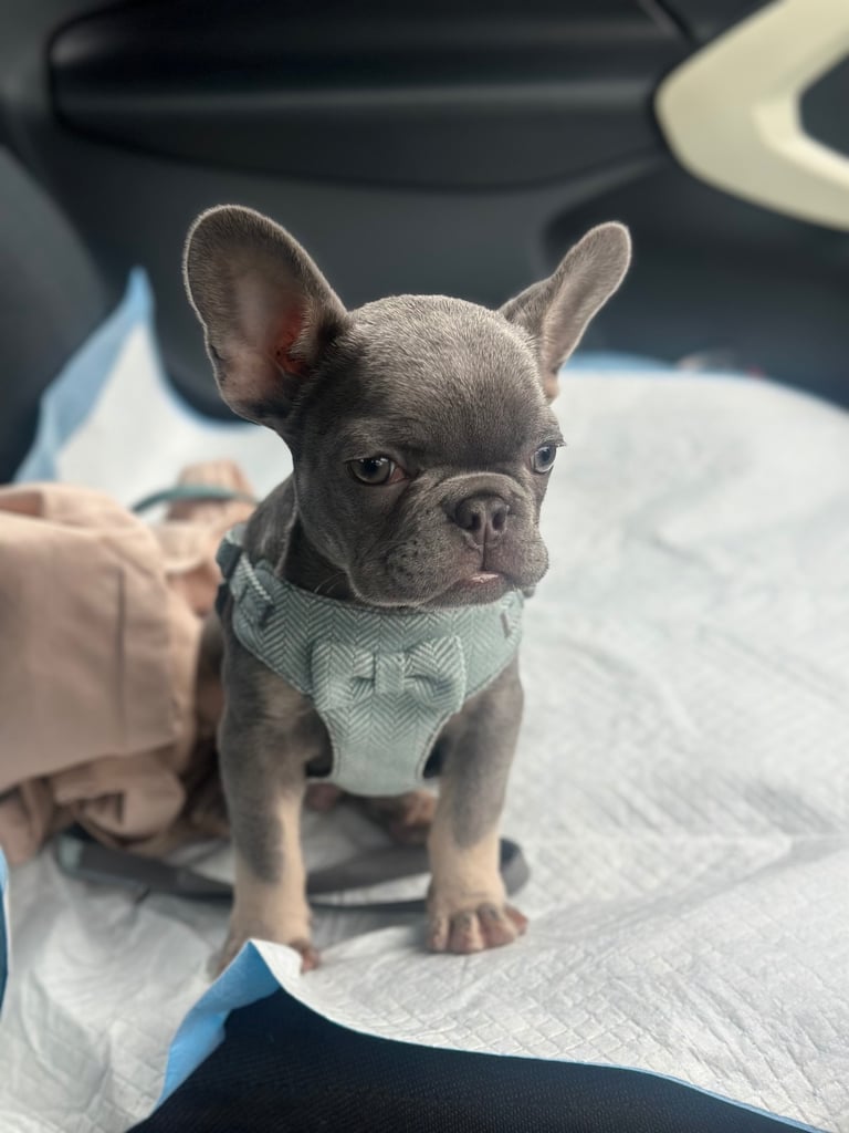 Miniature French bulldogs / ONE MALE LEFT