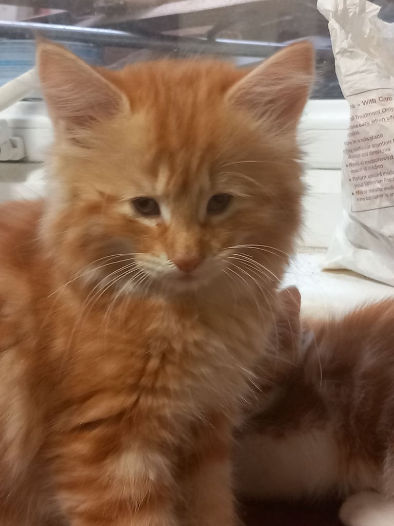 4 very beautiful,  adorable,  cute kittens for sale