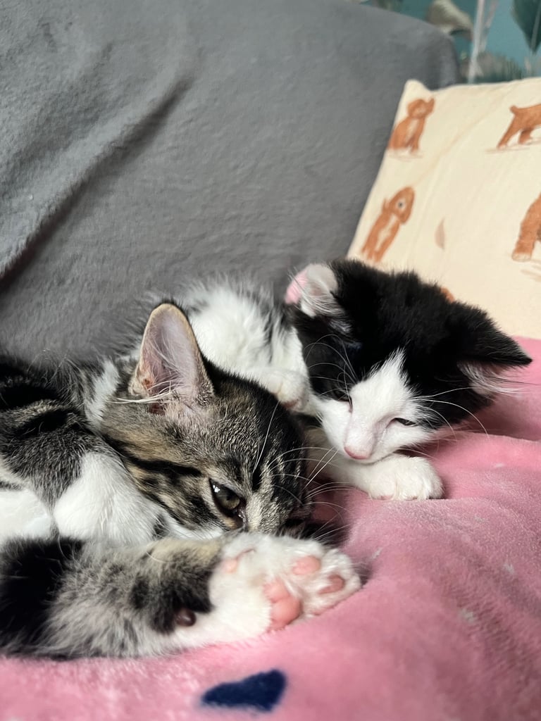 Maine coon cross kittens