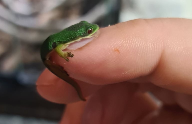 Peacock geckos SOLD waiting for more to hatch