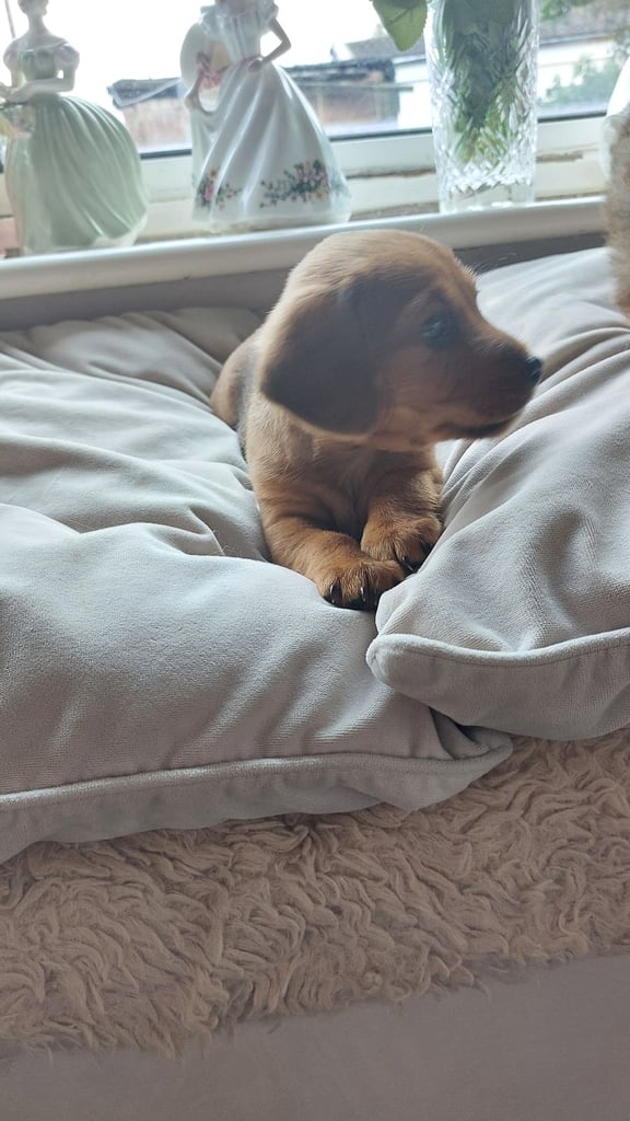 Dachsund x pomeranian 