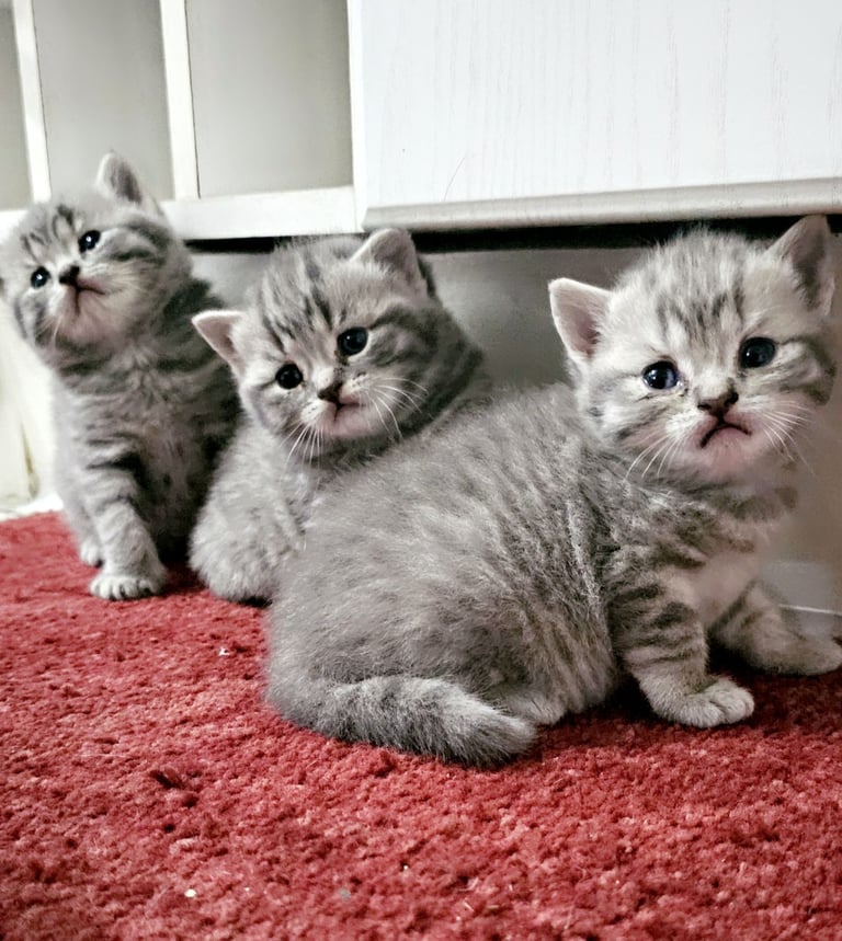 Beautiful Britishshorthair kittens