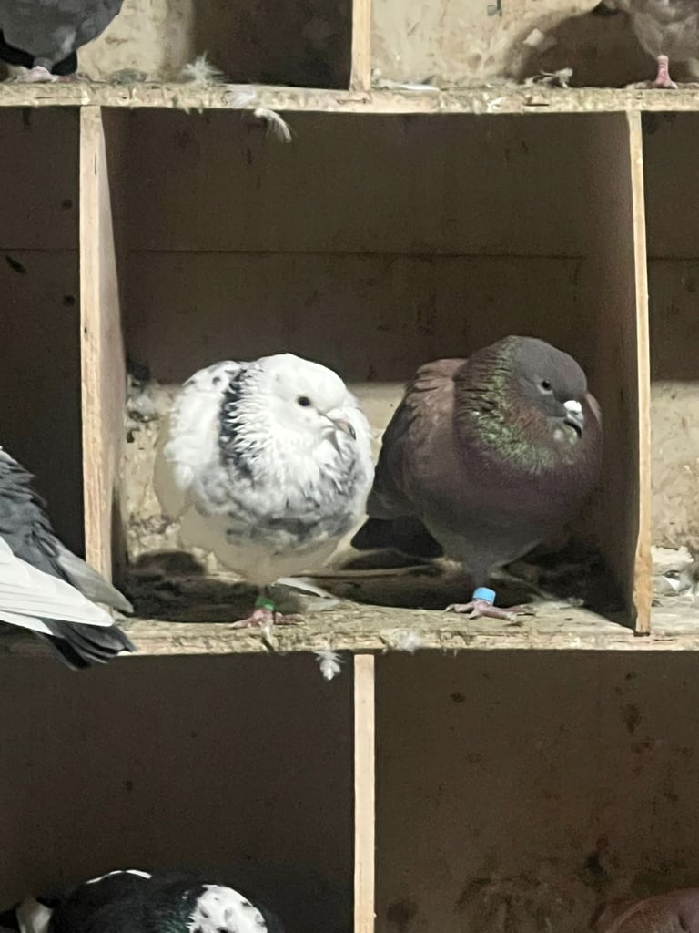 Beautiful pigeons for sale in Edinburgh from £10