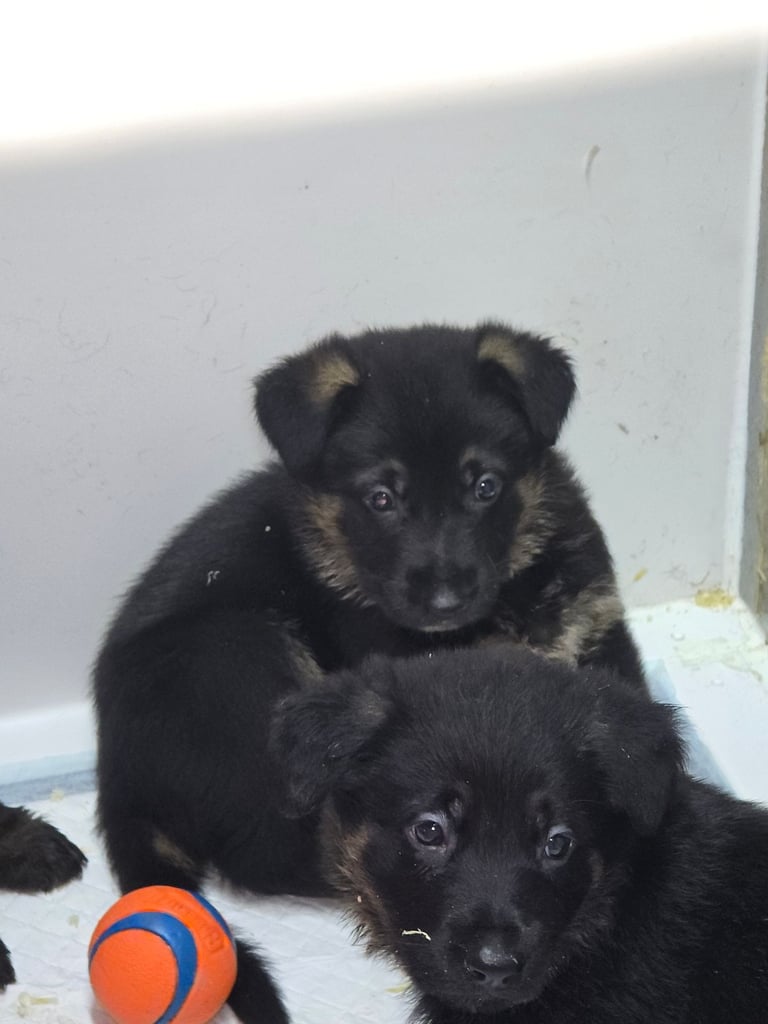 Pure breed German shepherd puppies for sale 