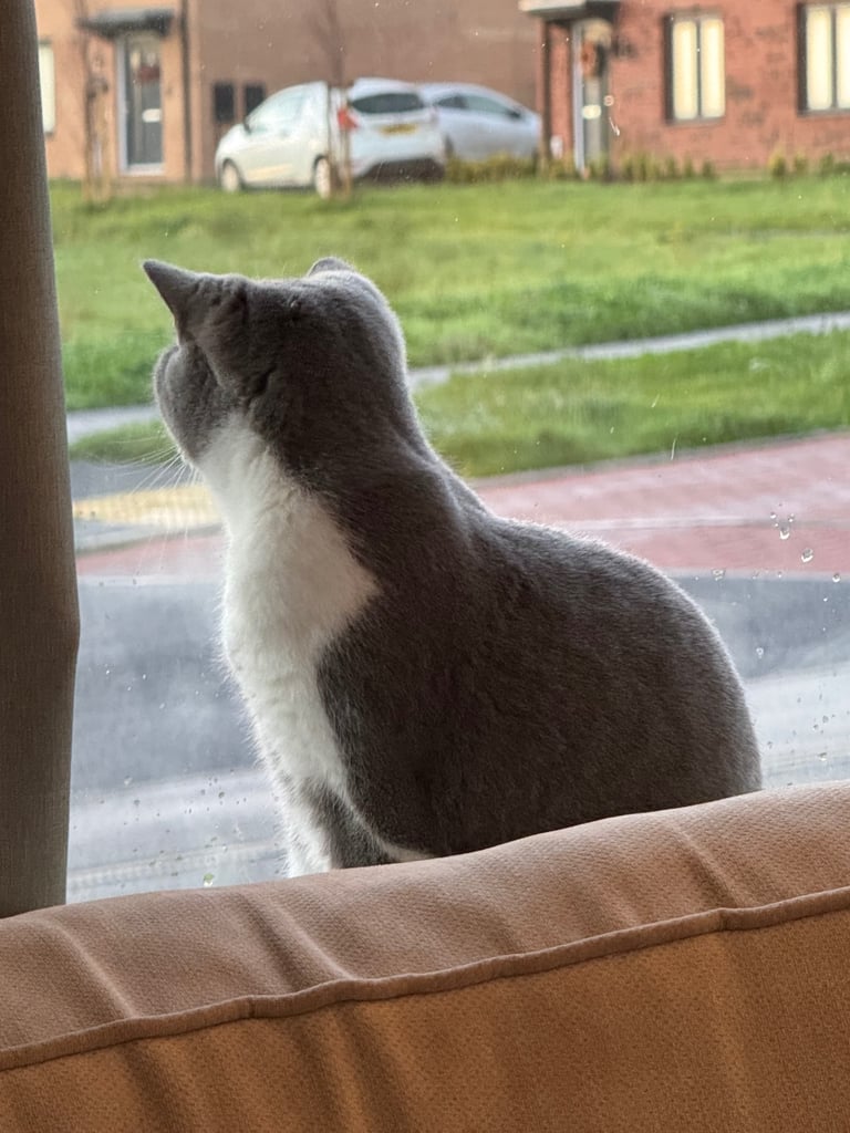 Blue BSH female cat 