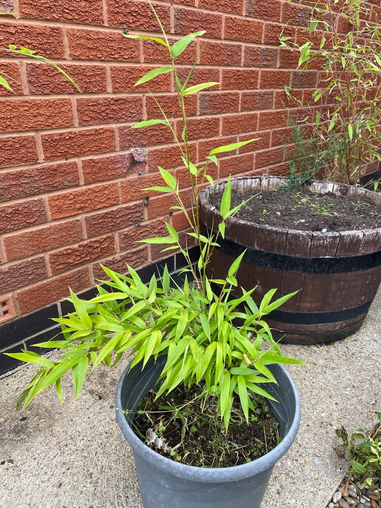 image for Small bamboo plant 