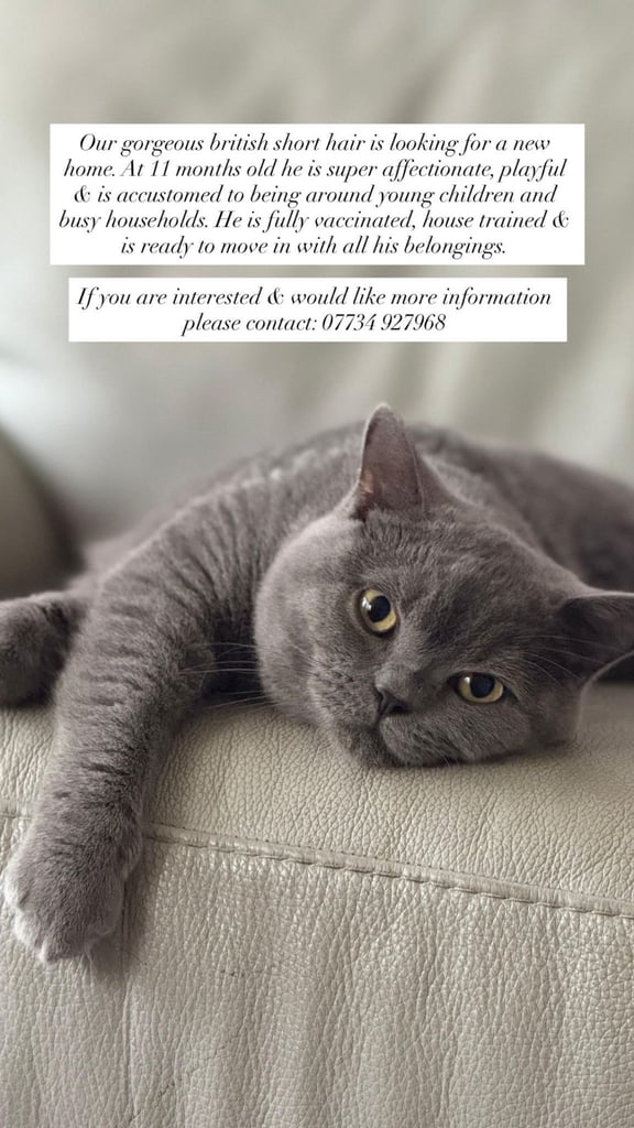 British Shorthair looking for a new home