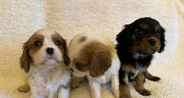 Cavalier King Charles Spaniel puppies