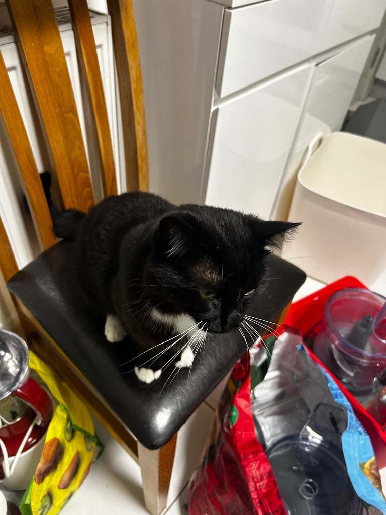 Black Half Ragdoll Cat