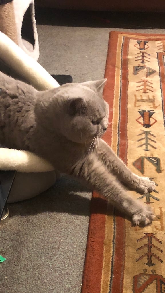British Shorthair Cat
