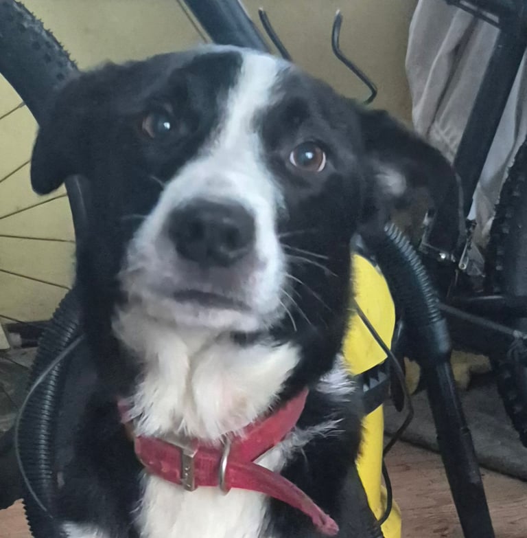 Border collie for sale