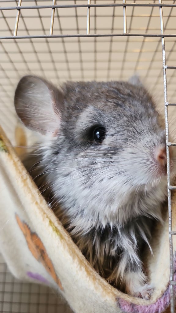 Various chinchillas for sale