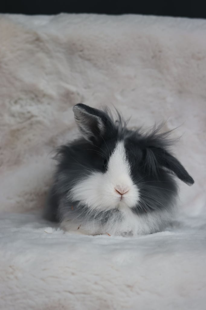 2 Adorable Young Lion Lop Rabbits 