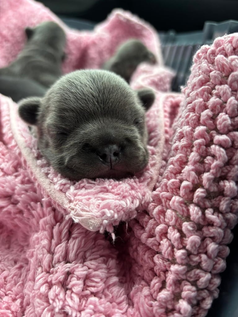 Stunning French bulldog puppies looking for their new forever home. 