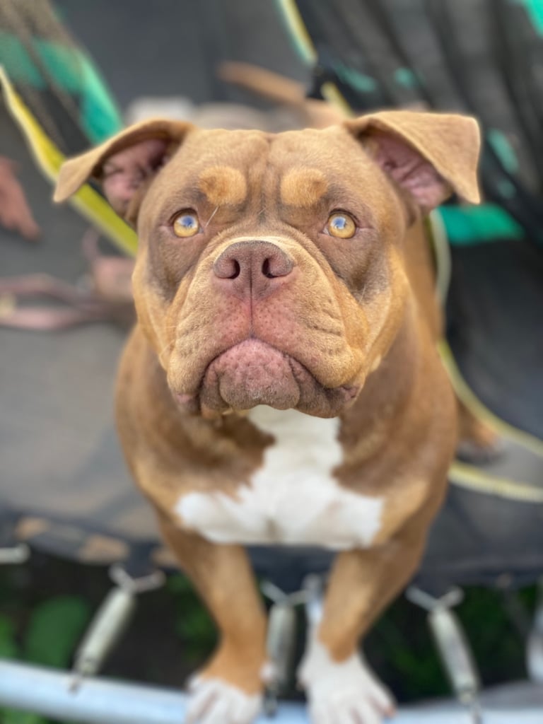 Chocolate Tri Female Pocket Bully 