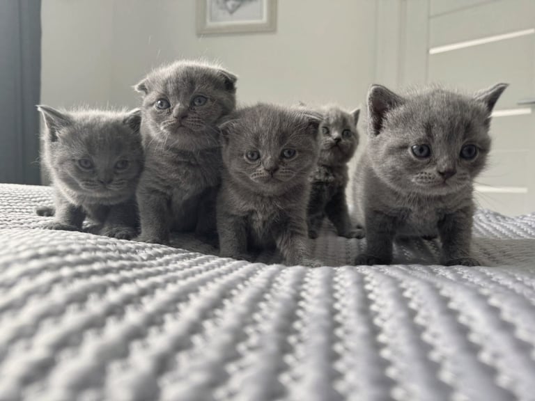 Amazing British Shorthair Kittens