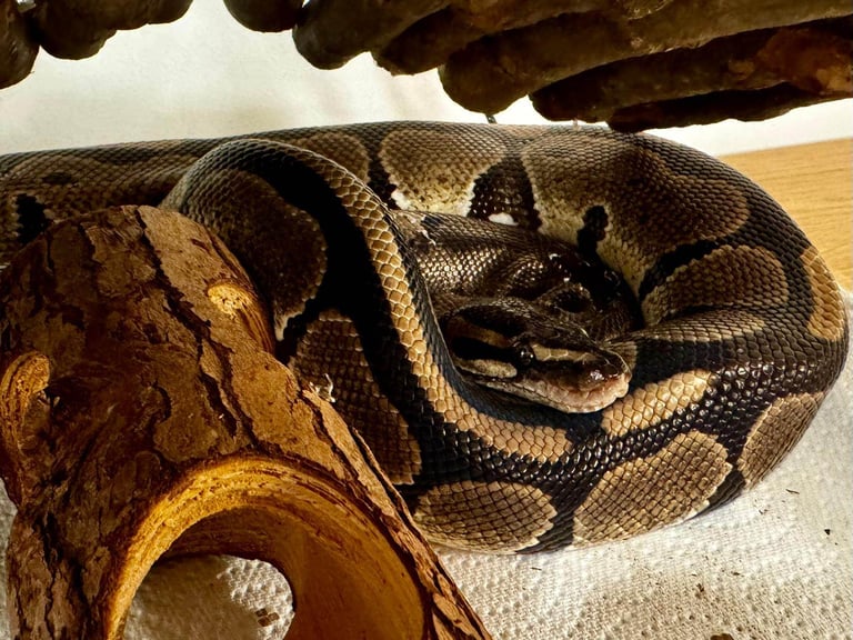 Healthy 1.5-Year-Old Male Ball Python