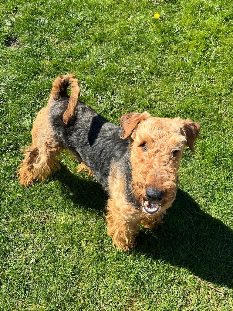 Airedale terrier
