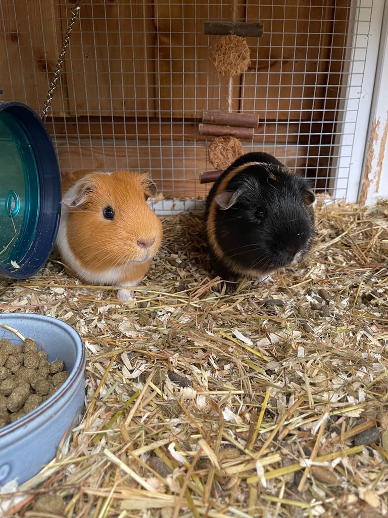 image for 2 male guinea pigs, 4 months & Hutch
