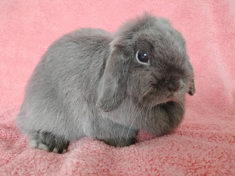 Mini lop doe for sale 