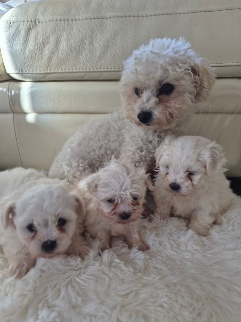 Beautiful little puppies bejan freeze mountains 