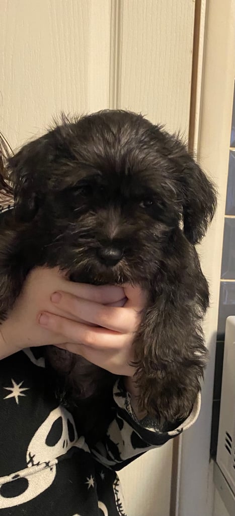 Puppies Lhasa apso/miniature schnauzer little boy 8 weeks old ready for new homes 