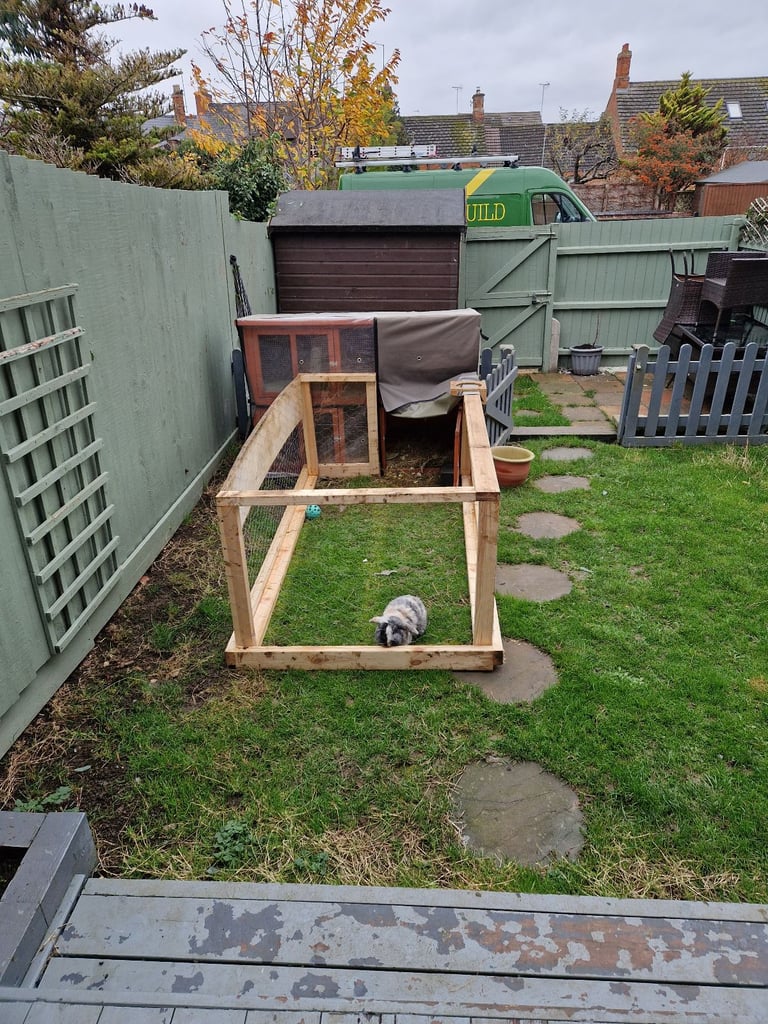 image for English lops Rabbits