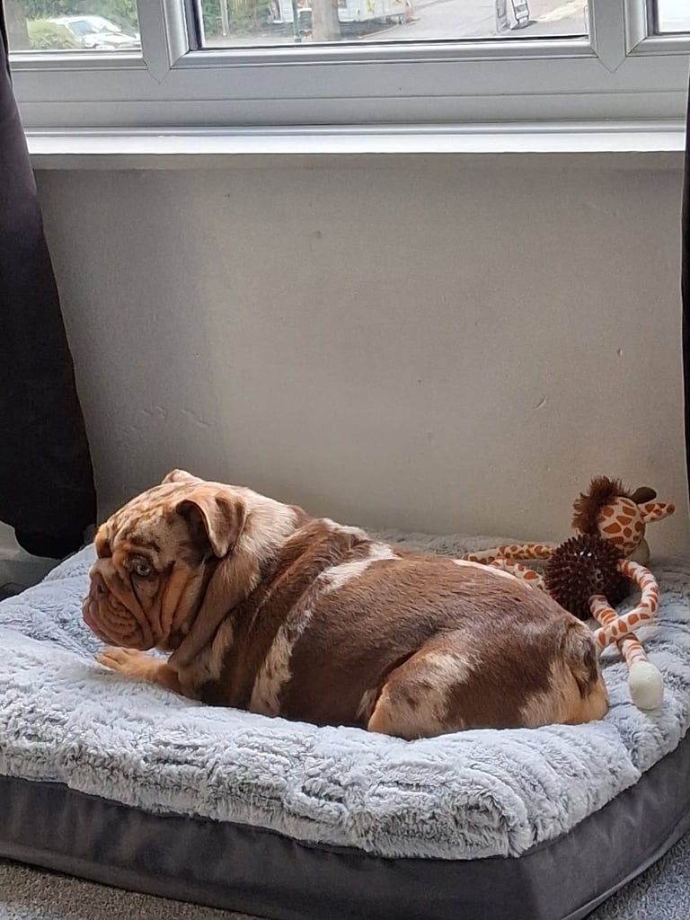 English bulldog girl