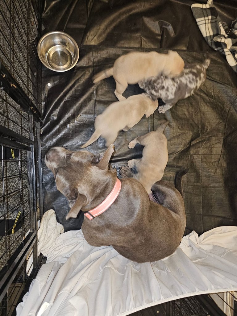 Pocket bully pups