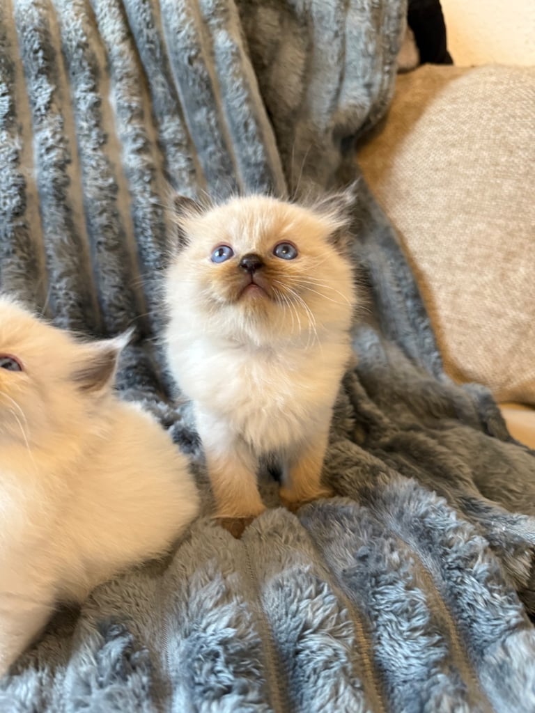 Beautiful ragdoll kittens for sale