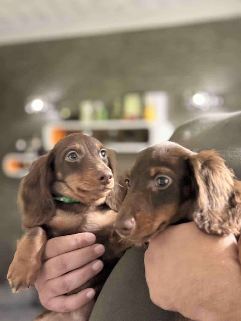  📢 REDUCED  miniature longhaired dachshund boy