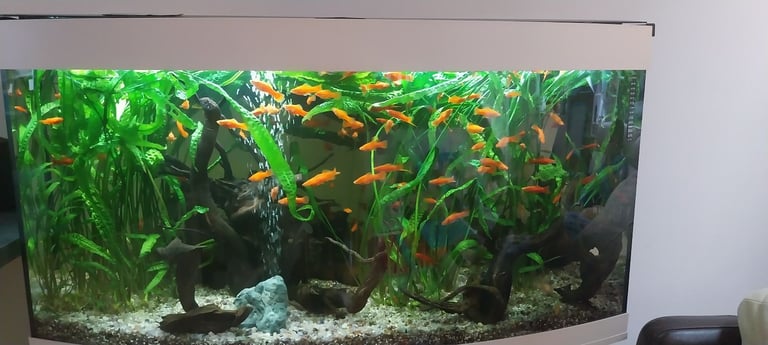 Juwel Tropical Fish Tank.