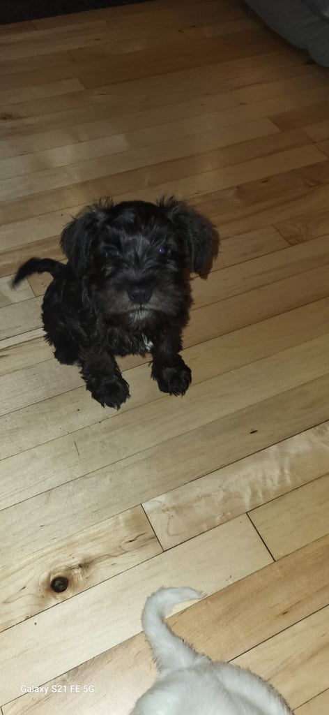 Beautiful male miniature schnauzer pup