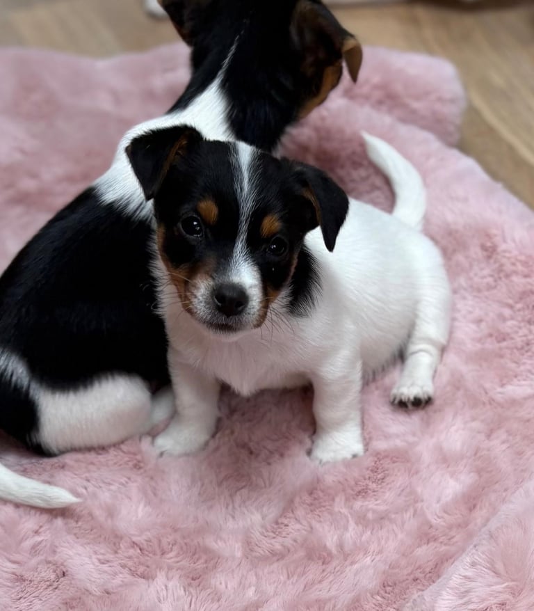Traditional Miniature Jack Russell Puppies!