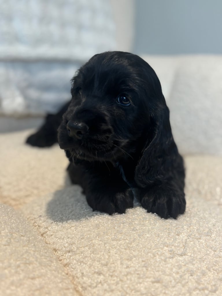 1 black show cocker spaniel left 