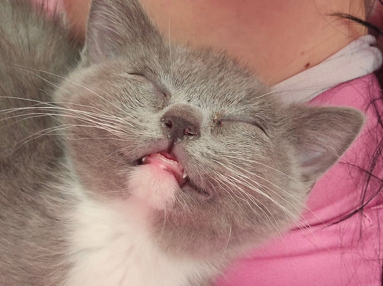 Female kitten british shorthair crossed ragdoll 