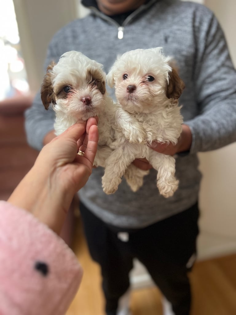 Maltese