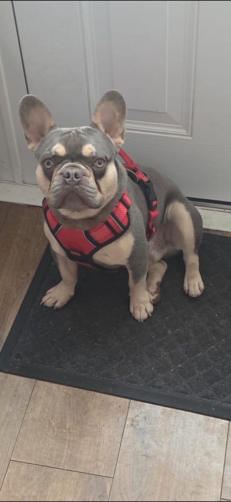French bull dog males 