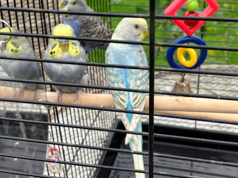 3 Male Baby Budgies 