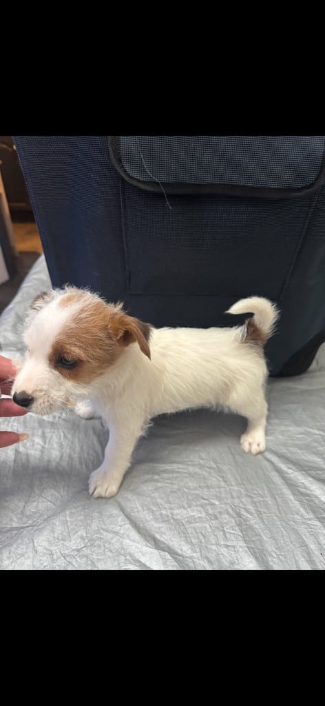Stunning Jack Russell  pup