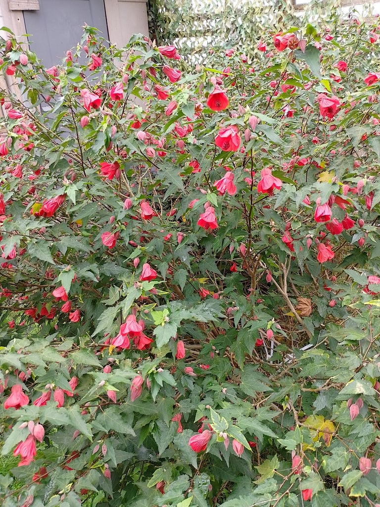 Wisteria tree and red flower bush 