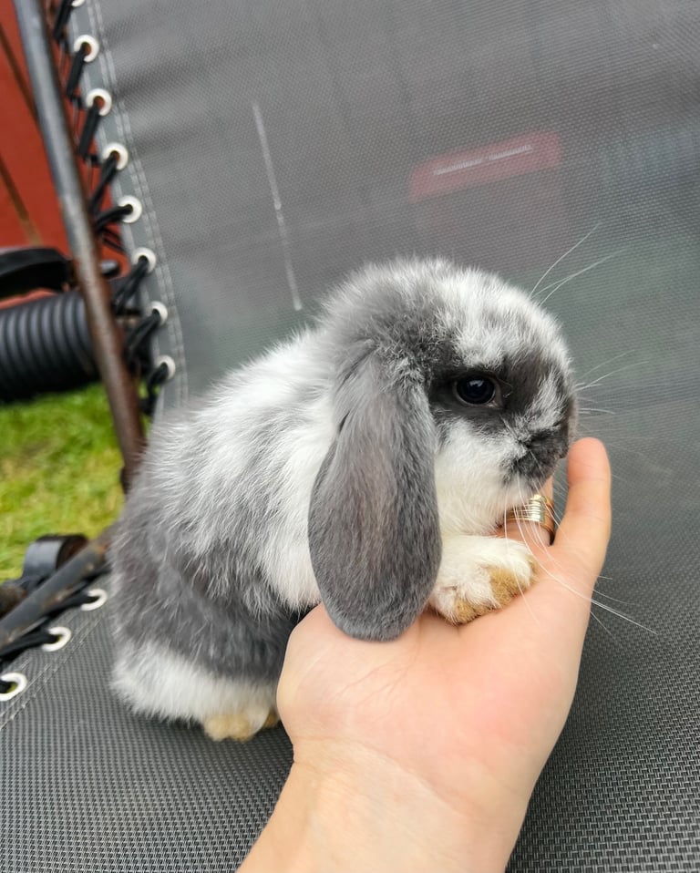 French lop medium size
