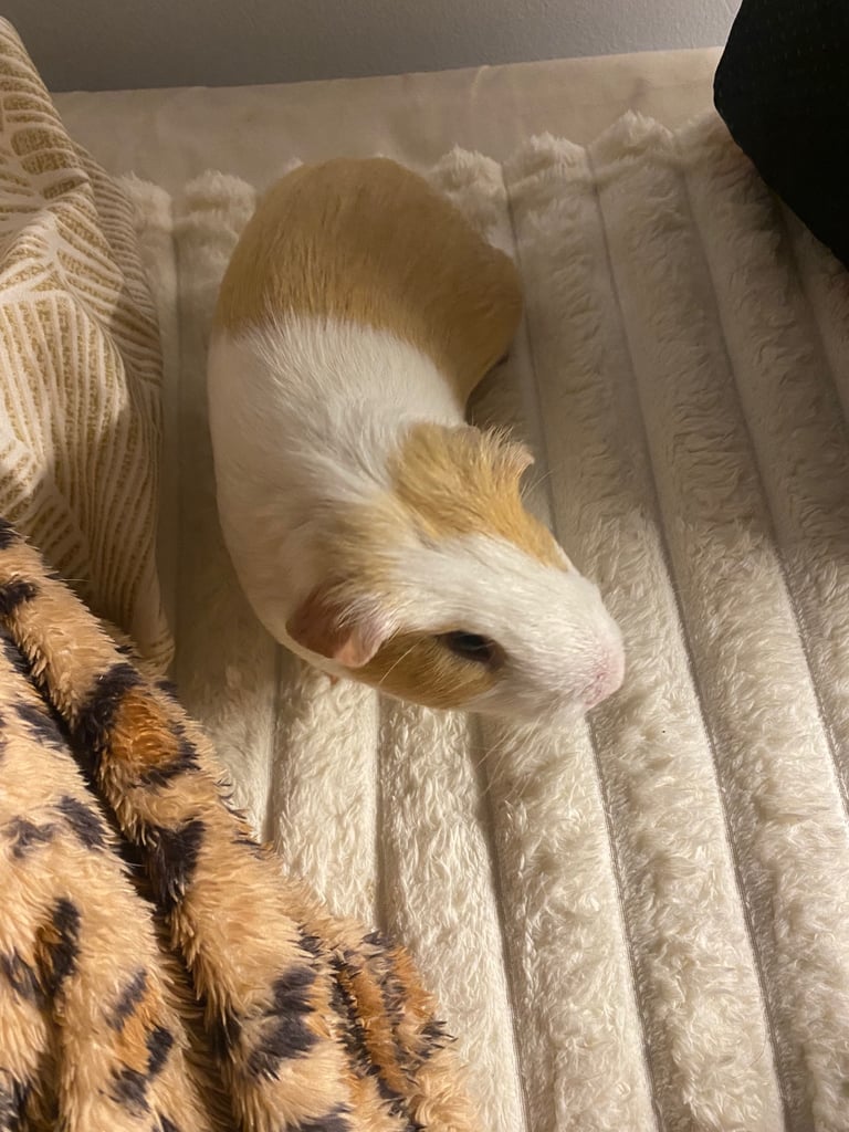 image for Male Guinea Pig for Sale