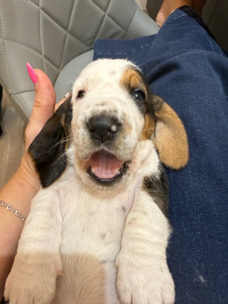 Chunky Bassett Hound Puppies 