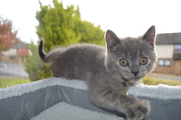 🐾 Adorable British Shorthair Kitten Girl ❤️
